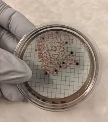 https://lacesa.com/wp-content/uploads/2025/12/microbios-2.webp